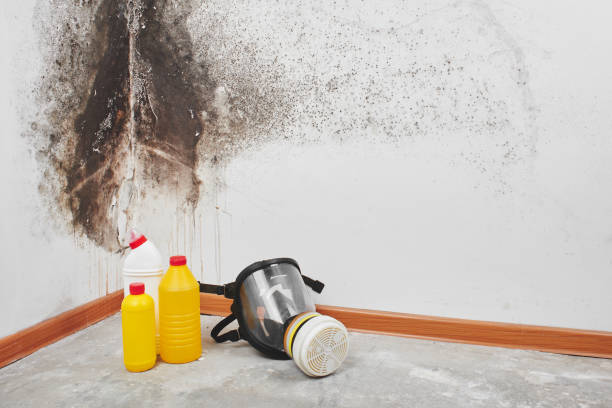 Best Mold Remediation  in West Sacramento, CA