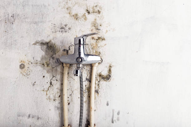 Best Professional Mold Removal  in West Sacramento, CA