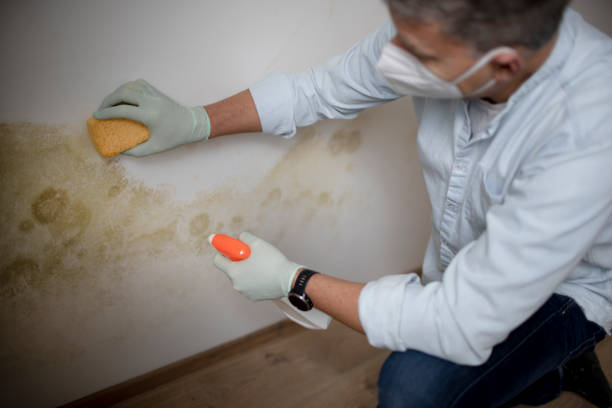 Best Attic Mold Removal  in West Sacramento, CA