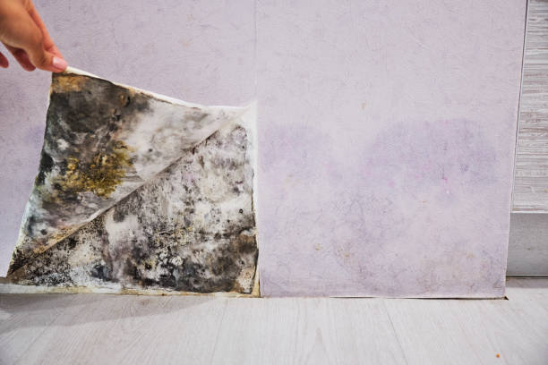 Best Home Mold Removal  in West Sacramento, CA